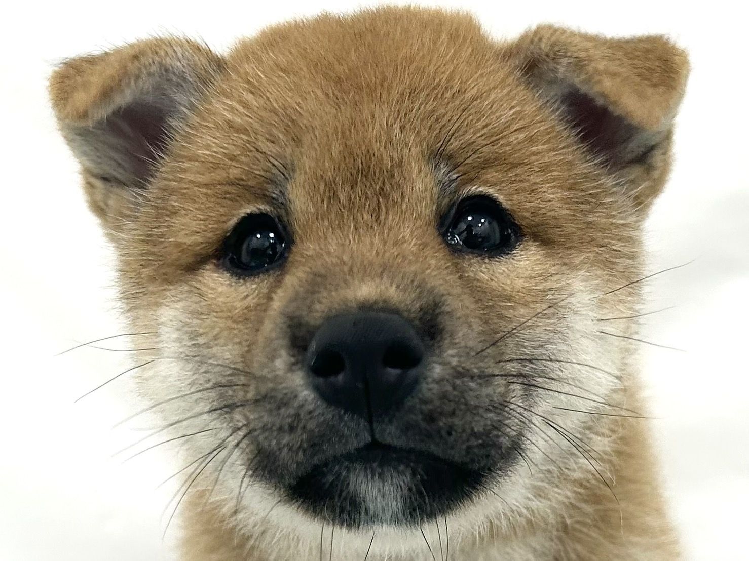 愛知県の柴犬(標準サイズ) (ファミリーペット リソラ大府店/2026年6月23日生まれ/女の子/赤)の子犬の1枚目の画像