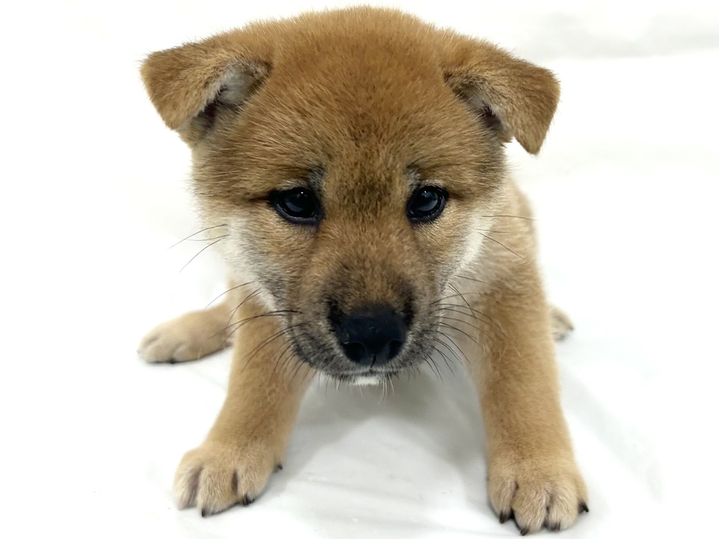 愛知県の柴犬(標準サイズ) (ファミリーペット リソラ大府店/2026年6月23日生まれ/女の子/赤)の子犬の2枚目の画像