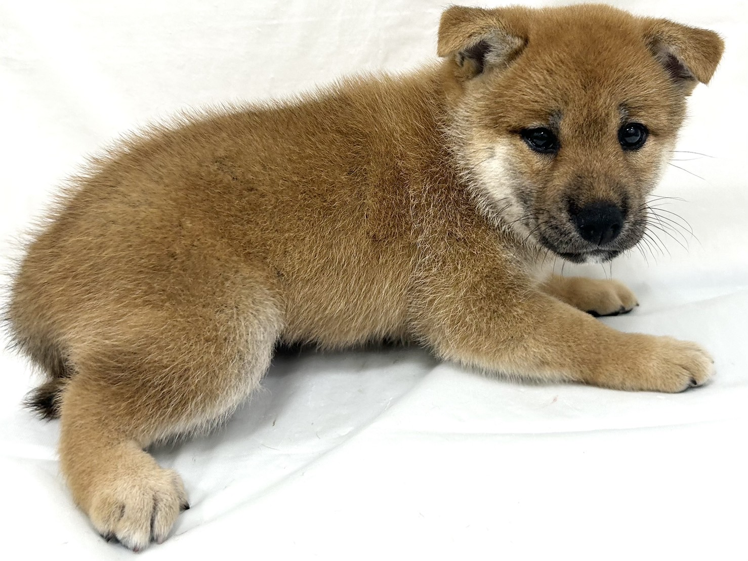 愛知県の柴犬(標準サイズ) (ファミリーペット リソラ大府店/2026年6月23日生まれ/女の子/赤)の子犬の3枚目の画像