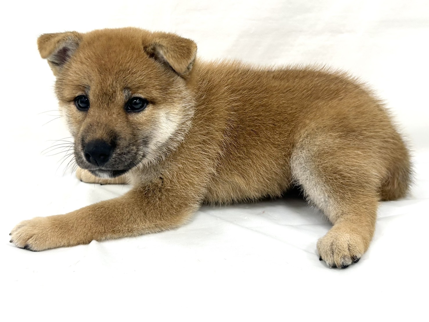 愛知県の柴犬(標準サイズ) (ファミリーペット リソラ大府店/2026年6月23日生まれ/女の子/赤)の子犬の4枚目の画像