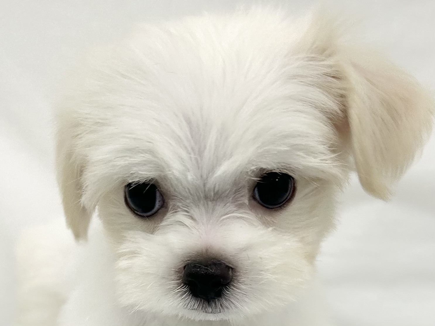 愛知県のハーフ犬・ミックス犬 (ファミリーペット リソラ大府店/2026年6月19日生まれ/男の子/クリーム)の子犬の1枚目の画像