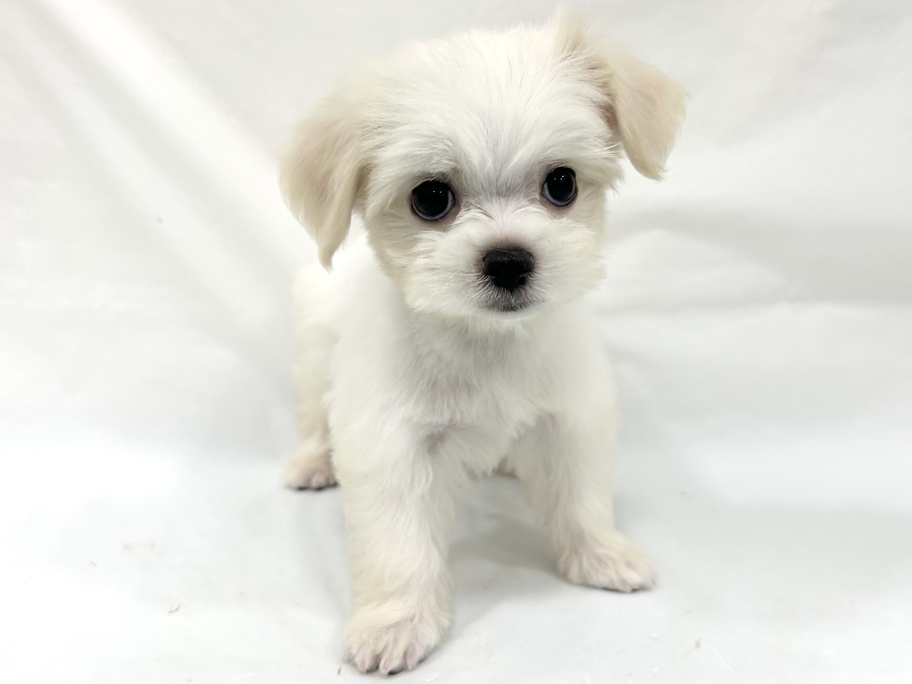 愛知県のハーフ犬・ミックス犬 (ファミリーペット リソラ大府店/2026年6月19日生まれ/男の子/クリーム)の子犬の2枚目の画像