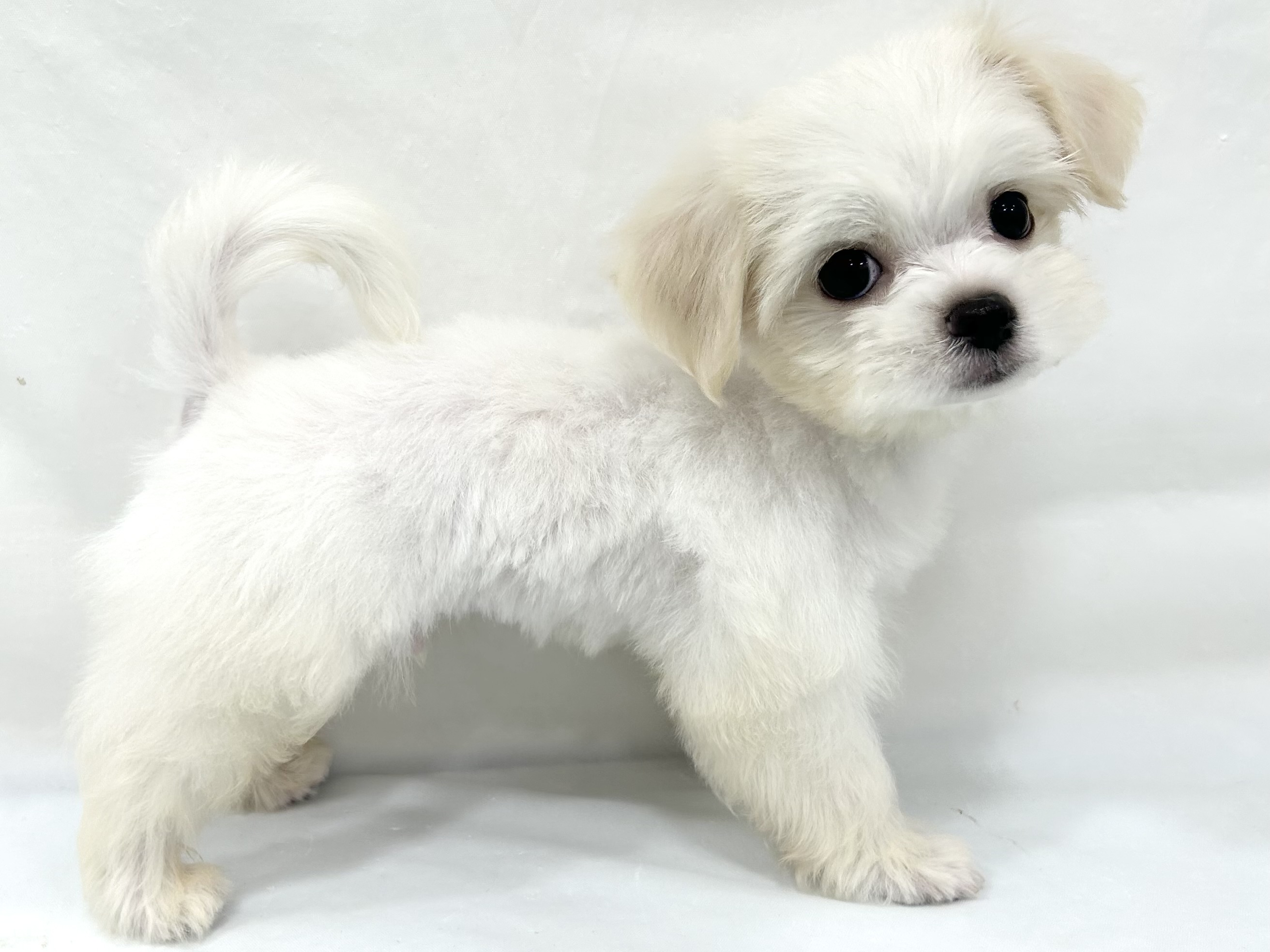 愛知県のハーフ犬・ミックス犬 (ファミリーペット リソラ大府店/2026年6月19日生まれ/男の子/クリーム)の子犬の3枚目の画像