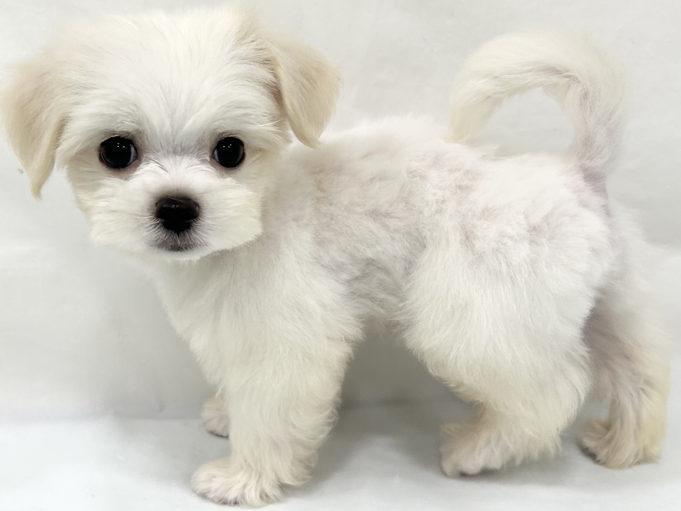 愛知県のハーフ犬・ミックス犬 (ファミリーペット リソラ大府店/2026年6月19日生まれ/男の子/クリーム)の子犬の4枚目の画像