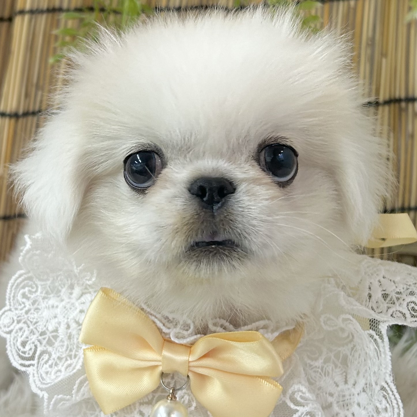 愛知県のペキニーズ (ファミリーペット 豊明店/2026年6月13日生まれ/女の子/クリーム)の子犬の1枚目の画像