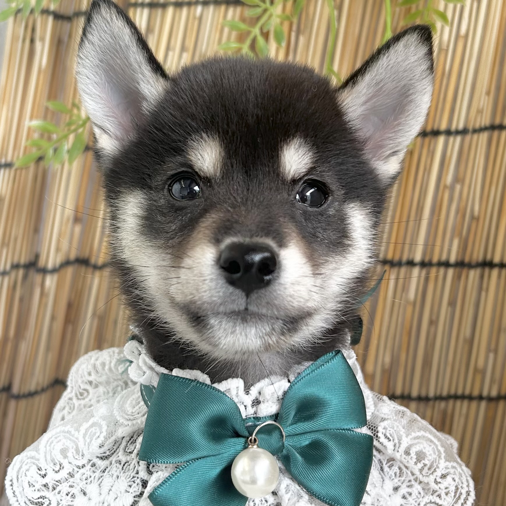愛知県の豆柴 (ファミリーペット 豊明店/2026年6月27日生まれ/男の子/黒)の子犬の1枚目の画像