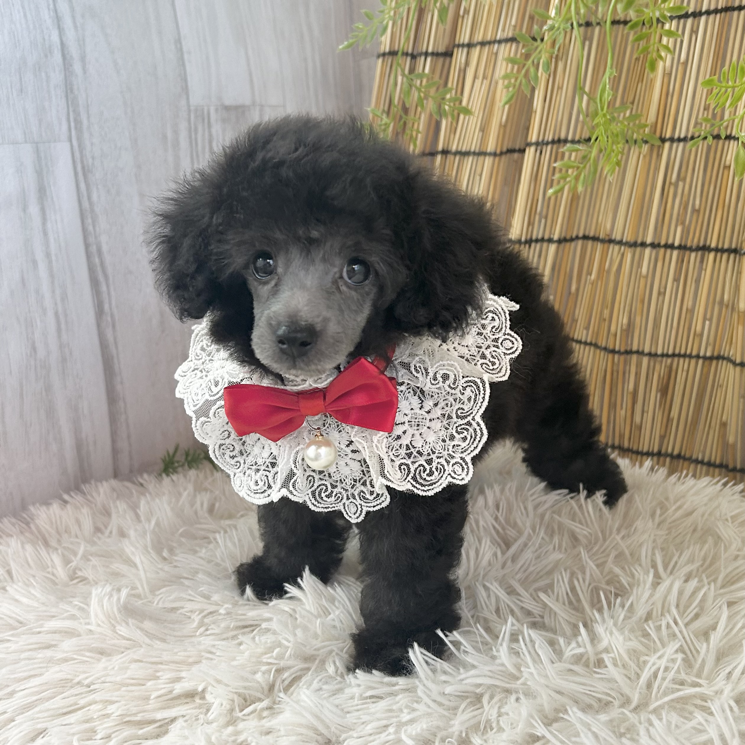 愛知県のトイプードル(トイ) (ファミリーペット 豊明店/2026年6月26日生まれ/女の子/シルバー)の子犬の3枚目の画像