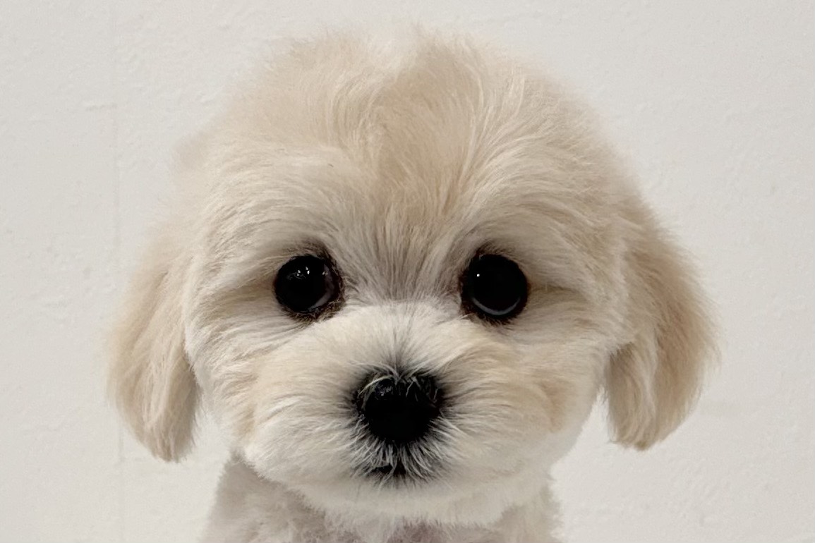 愛知県のハーフ犬・ミックス犬 (ファミリーペット 鳴海店/2026年7月8日生まれ/男の子/ホワイト)の子犬の1枚目の画像