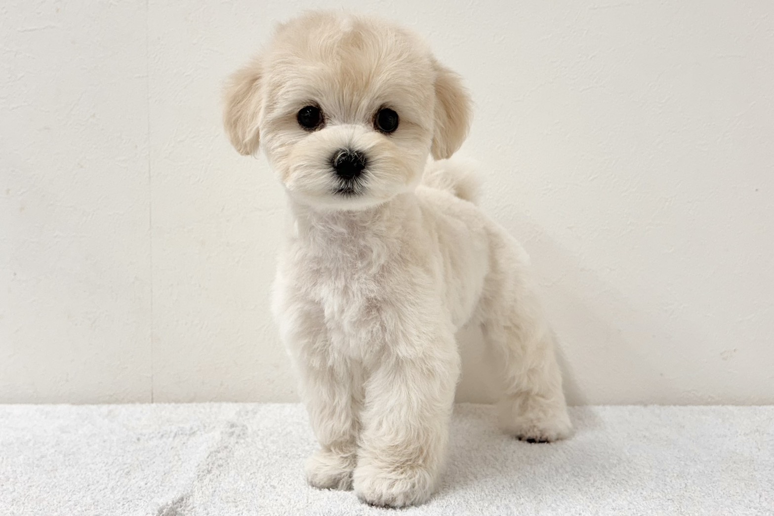 愛知県のハーフ犬・ミックス犬 (ファミリーペット 鳴海店/2026年7月8日生まれ/男の子/ホワイト)の子犬の2枚目の画像
