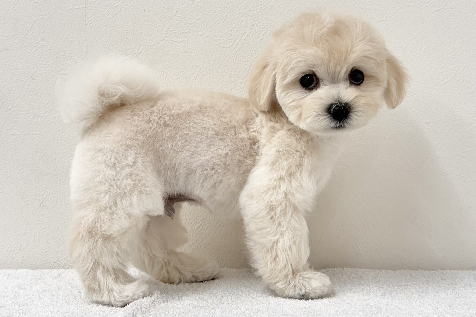 愛知県のハーフ犬・ミックス犬 (ファミリーペット 鳴海店/2026年7月8日生まれ/男の子/ホワイト)の子犬の3枚目の画像
