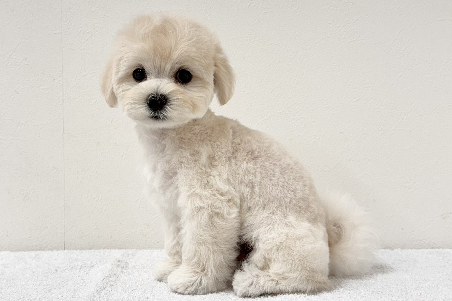 愛知県のハーフ犬・ミックス犬 (ファミリーペット 鳴海店/2026年7月8日生まれ/男の子/ホワイト)の子犬の4枚目の画像