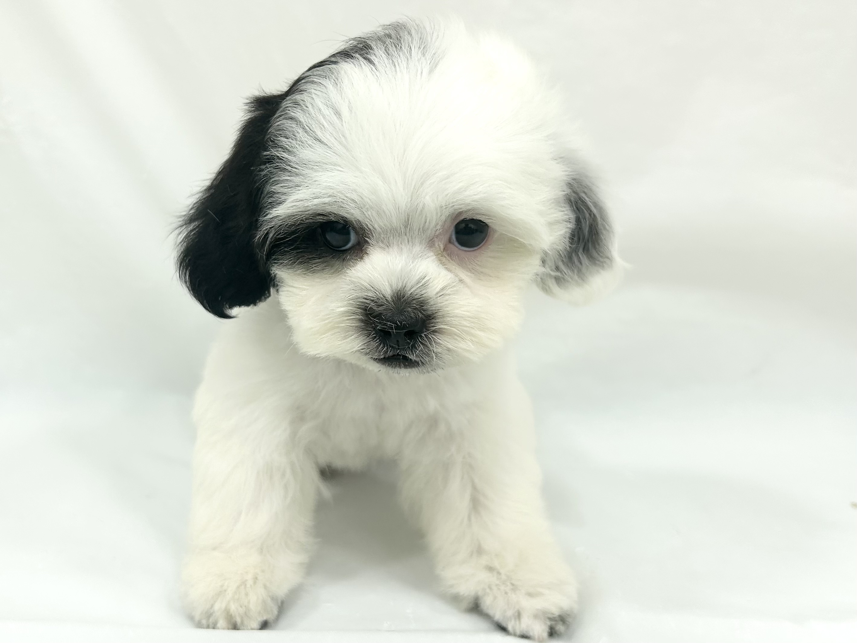 愛知県のハーフ犬・ミックス犬 (ファミリーペット リソラ大府店/2026年7月14日生まれ/男の子/ホワイトブラック)の子犬の2枚目の画像