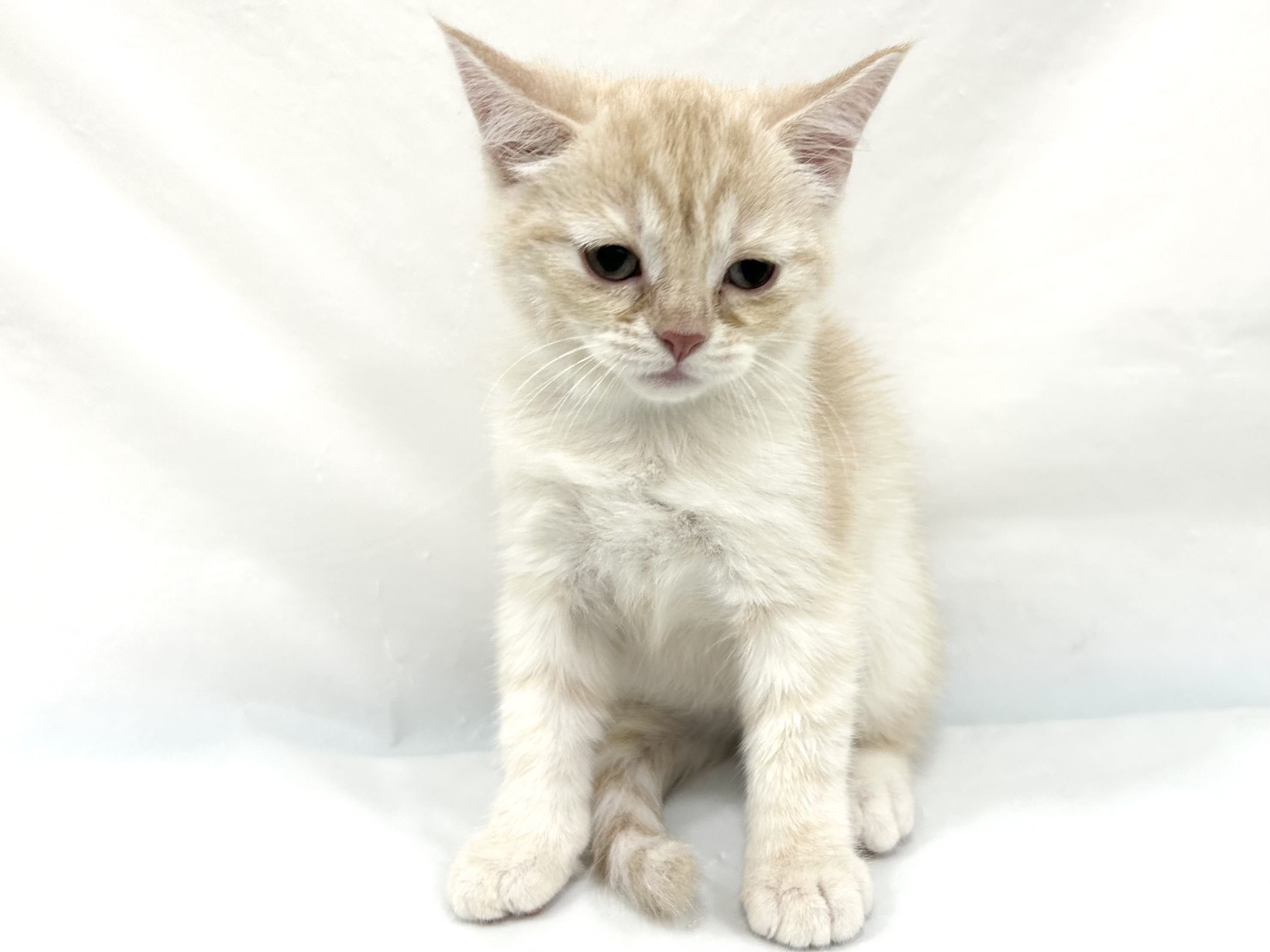 愛知県のハーフ犬・ミックス犬 (ファミリーペット リソラ大府店/2026年7月12日生まれ/女の子/クリーム)の子猫の2枚目の画像