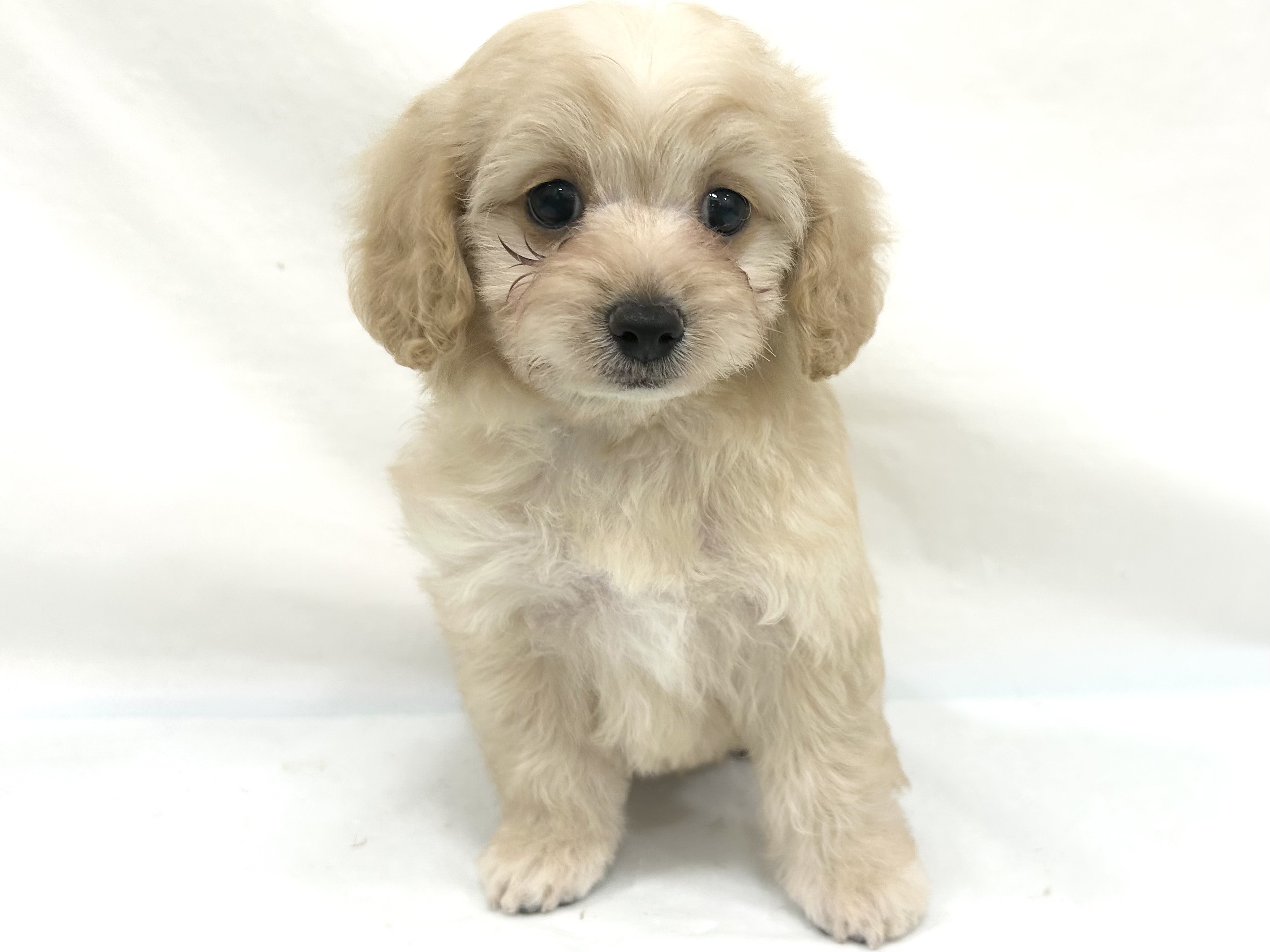 愛知県のハーフ犬・ミックス犬 (ファミリーペット リソラ大府店/2026年7月20日生まれ/男の子/クリーム)の子犬の2枚目の画像
