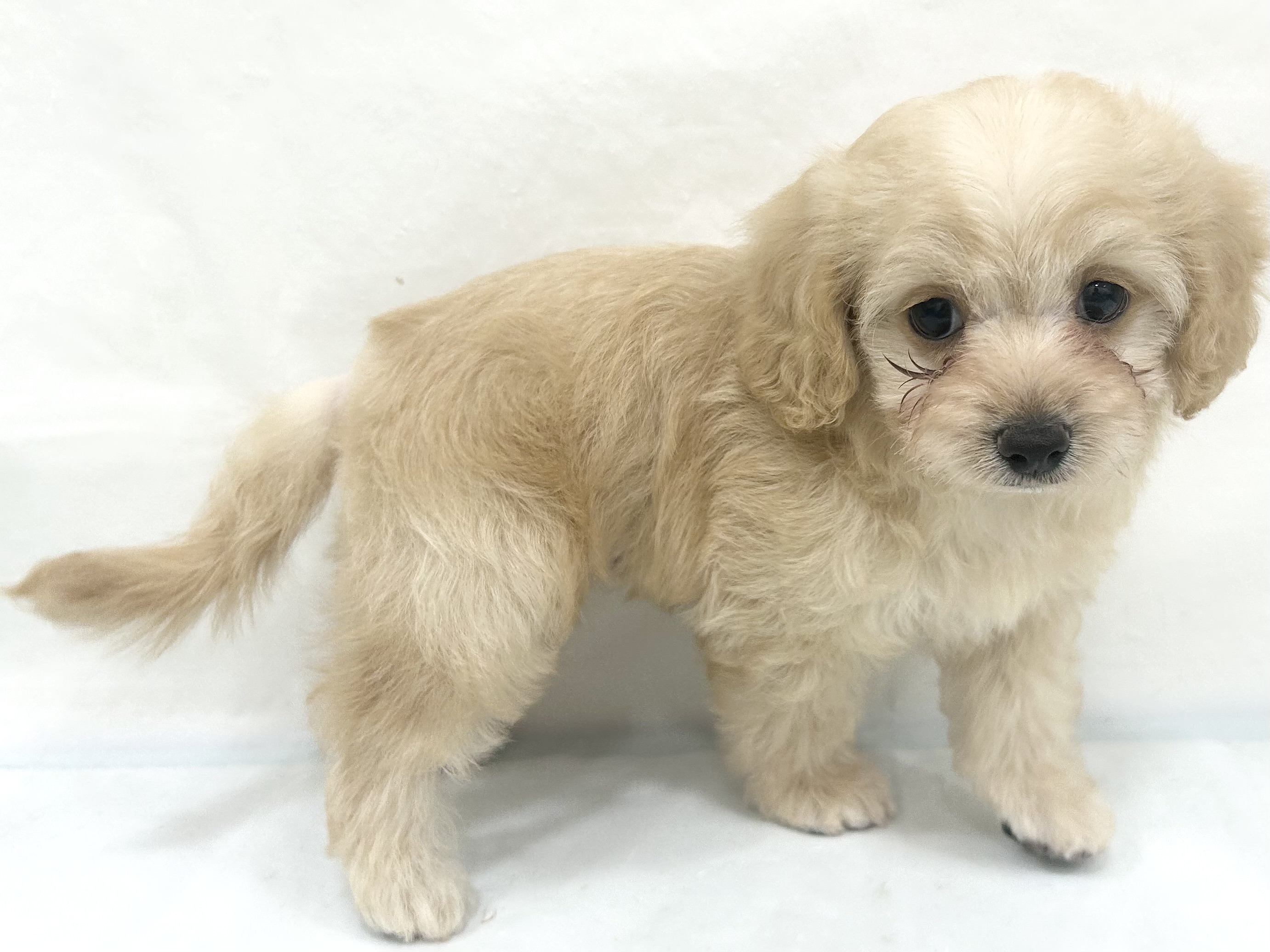 愛知県のハーフ犬・ミックス犬 (ファミリーペット リソラ大府店/2026年7月20日生まれ/男の子/クリーム)の子犬の3枚目の画像