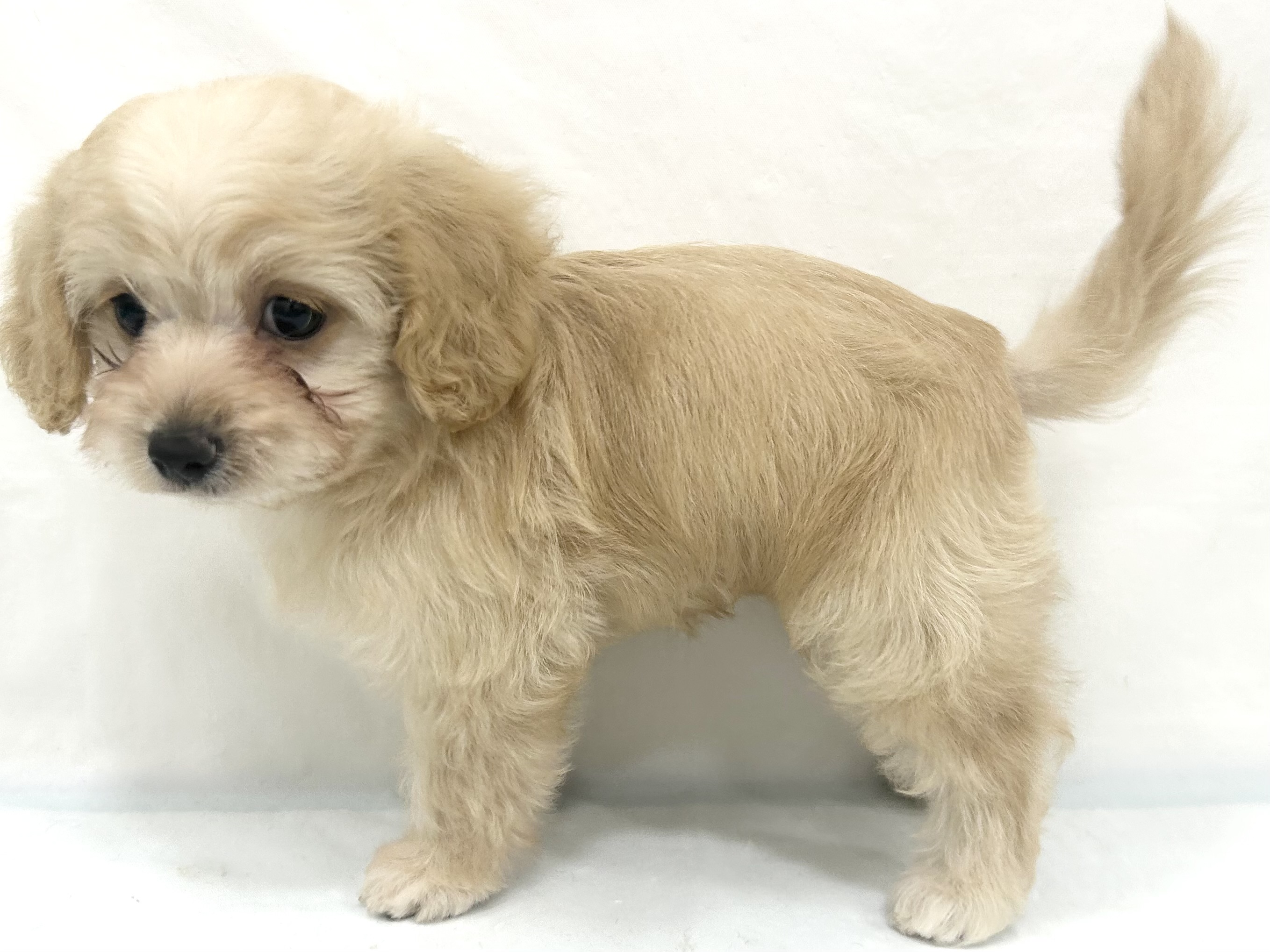 愛知県のハーフ犬・ミックス犬 (ファミリーペット リソラ大府店/2026年7月20日生まれ/男の子/クリーム)の子犬の4枚目の画像