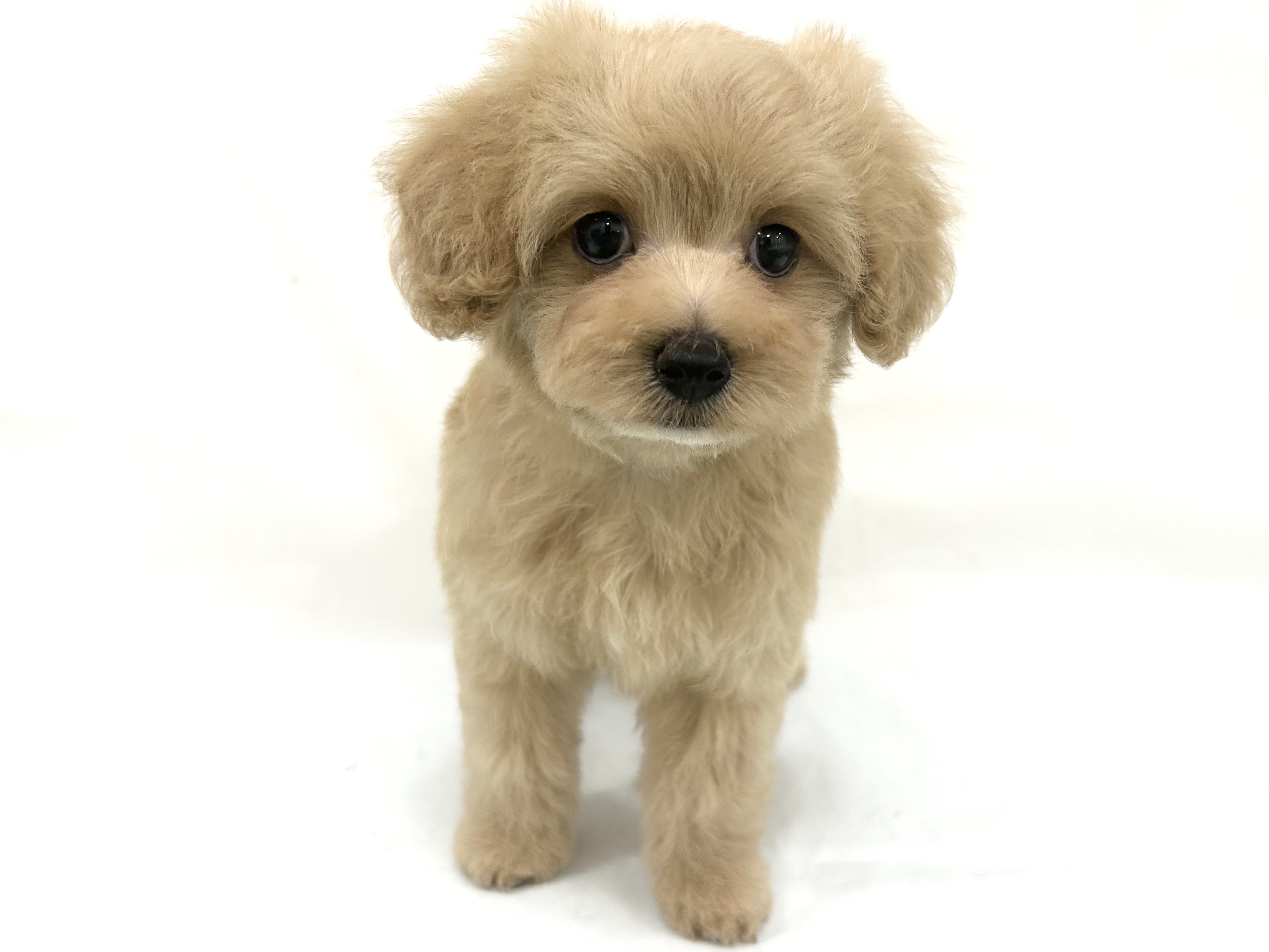 愛知県のハーフ犬・ミックス犬 (ファミリーペット リソラ大府店/2026年7月20日生まれ/女の子/アプリコット)の子犬の2枚目の画像