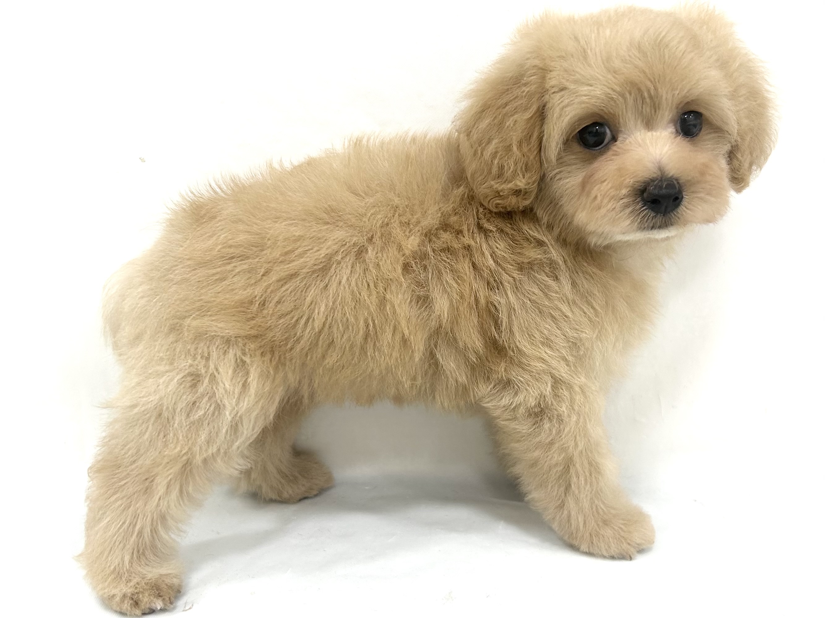 愛知県のハーフ犬・ミックス犬 (ファミリーペット リソラ大府店/2026年7月20日生まれ/女の子/アプリコット)の子犬の3枚目の画像