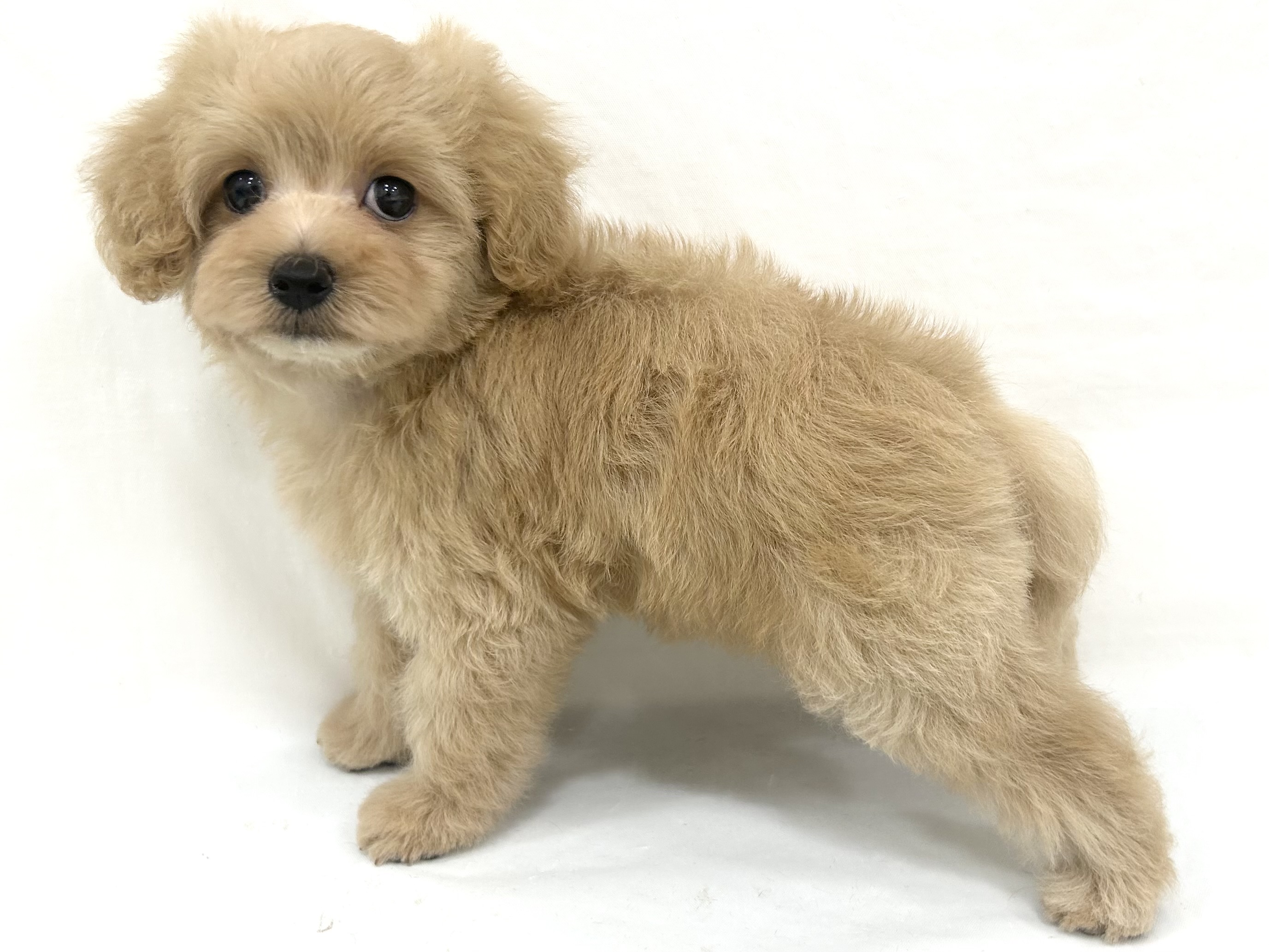 愛知県のハーフ犬・ミックス犬 (ファミリーペット リソラ大府店/2026年7月20日生まれ/女の子/アプリコット)の子犬の4枚目の画像