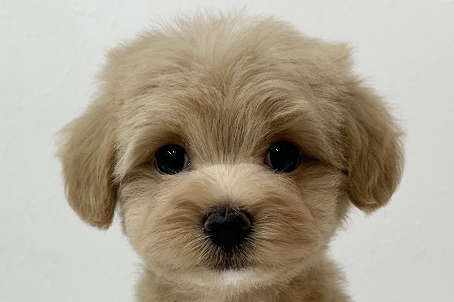 愛知県のハーフ犬・ミックス犬 (ファミリーペット 鳴海店/2026年7月20日生まれ/男の子/アプリコット)の子犬の1枚目の画像