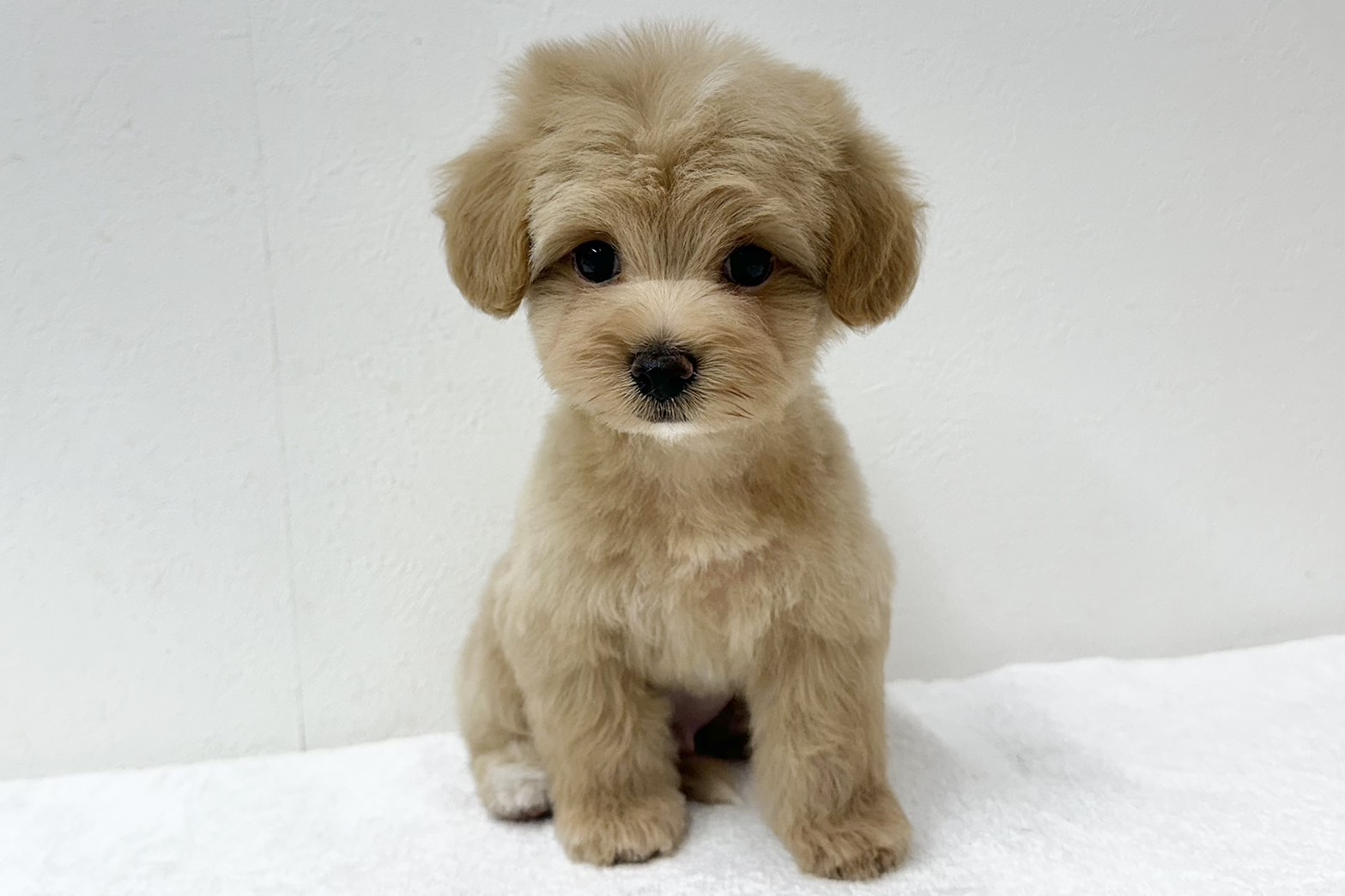 愛知県のハーフ犬・ミックス犬 (ファミリーペット 鳴海店/2026年7月20日生まれ/男の子/アプリコット)の子犬の2枚目の画像