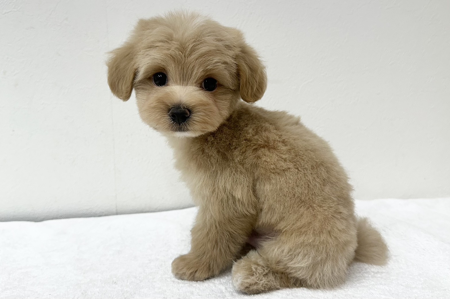 愛知県のハーフ犬・ミックス犬 (ファミリーペット 鳴海店/2026年7月20日生まれ/男の子/アプリコット)の子犬の3枚目の画像