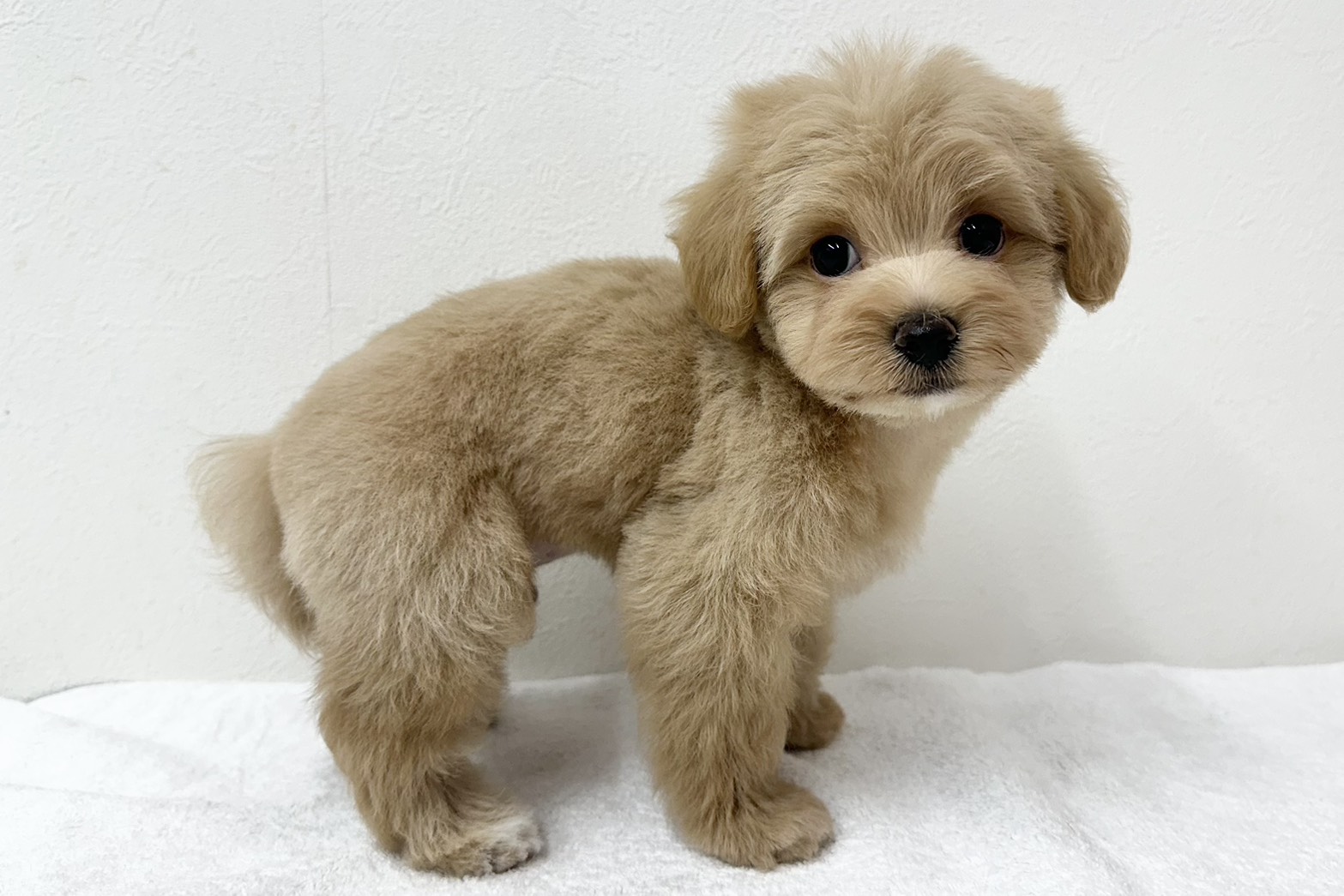 愛知県のハーフ犬・ミックス犬 (ファミリーペット 鳴海店/2026年7月20日生まれ/男の子/アプリコット)の子犬の4枚目の画像