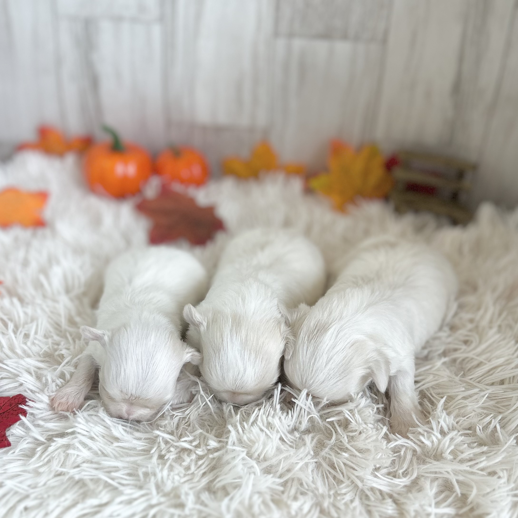 愛知県のマルチーズ (ファミリーペット 豊明店/2026年9月1日生まれ/男の子/ホワイト)の子犬の4枚目の画像