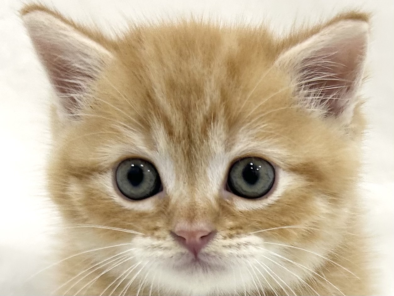 愛知県のマンチカン (ファミリーペット リソラ大府店/2026年7月21日生まれ/男の子/レッドタビー)の子猫の1枚目の画像