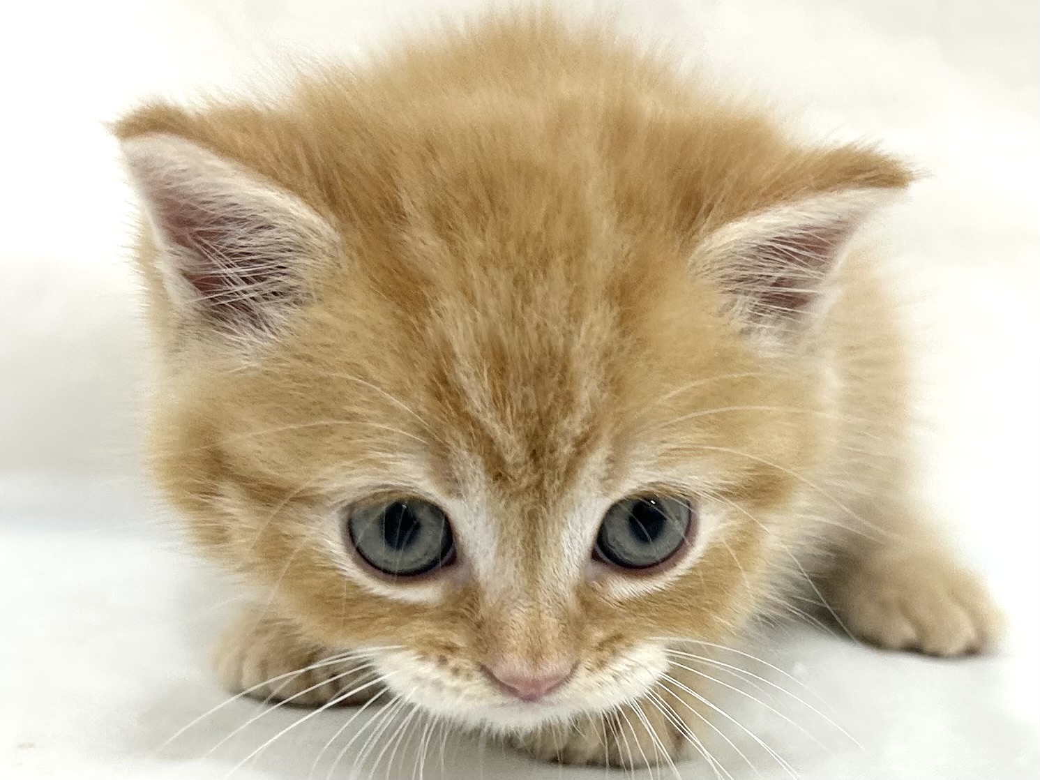愛知県のマンチカン (ファミリーペット リソラ大府店/2026年7月21日生まれ/男の子/レッドタビー)の子猫の2枚目の画像