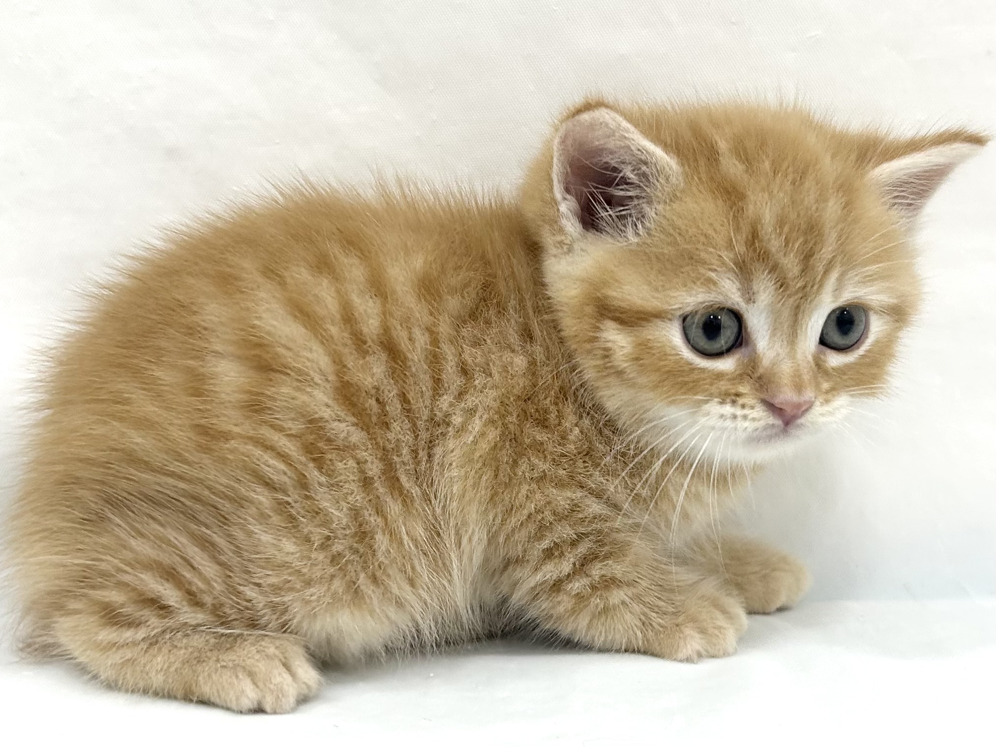 愛知県のマンチカン (ファミリーペット リソラ大府店/2026年7月21日生まれ/男の子/レッドタビー)の子猫の3枚目の画像
