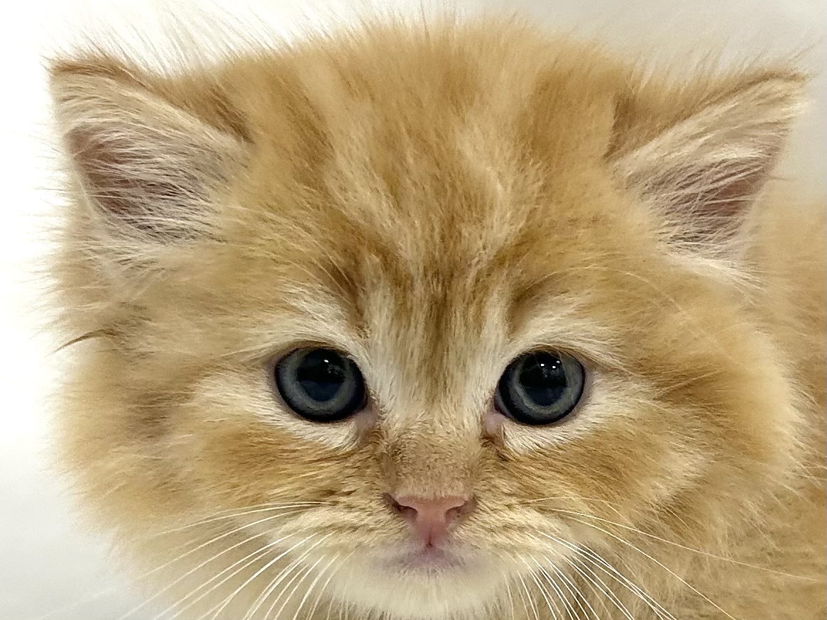 愛知県のマンチカン (ファミリーペット リソラ大府店/2026年7月21日生まれ/男の子/レッドタビー)の子猫の1枚目の画像