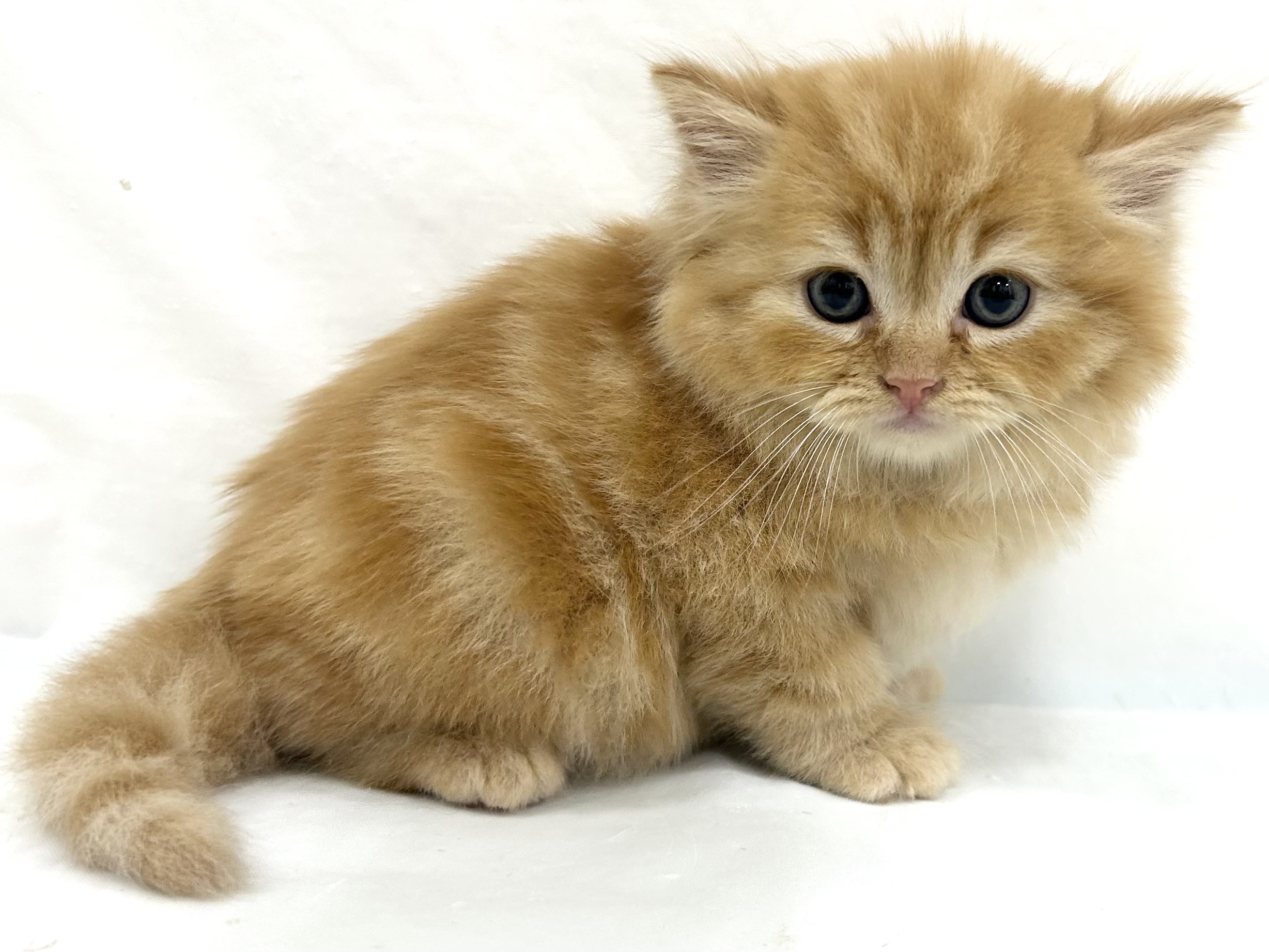 愛知県のマンチカン (ファミリーペット リソラ大府店/2026年7月21日生まれ/男の子/レッドタビー)の子猫の3枚目の画像