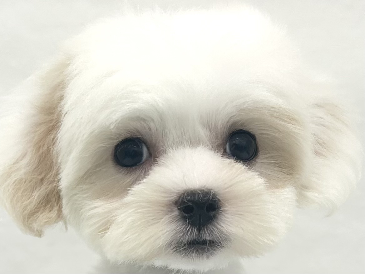 愛知県のハーフ犬・ミックス犬 (ファミリーペット リソラ大府店/2026年7月23日生まれ/男の子/クリームホワイト)の子犬の1枚目の画像