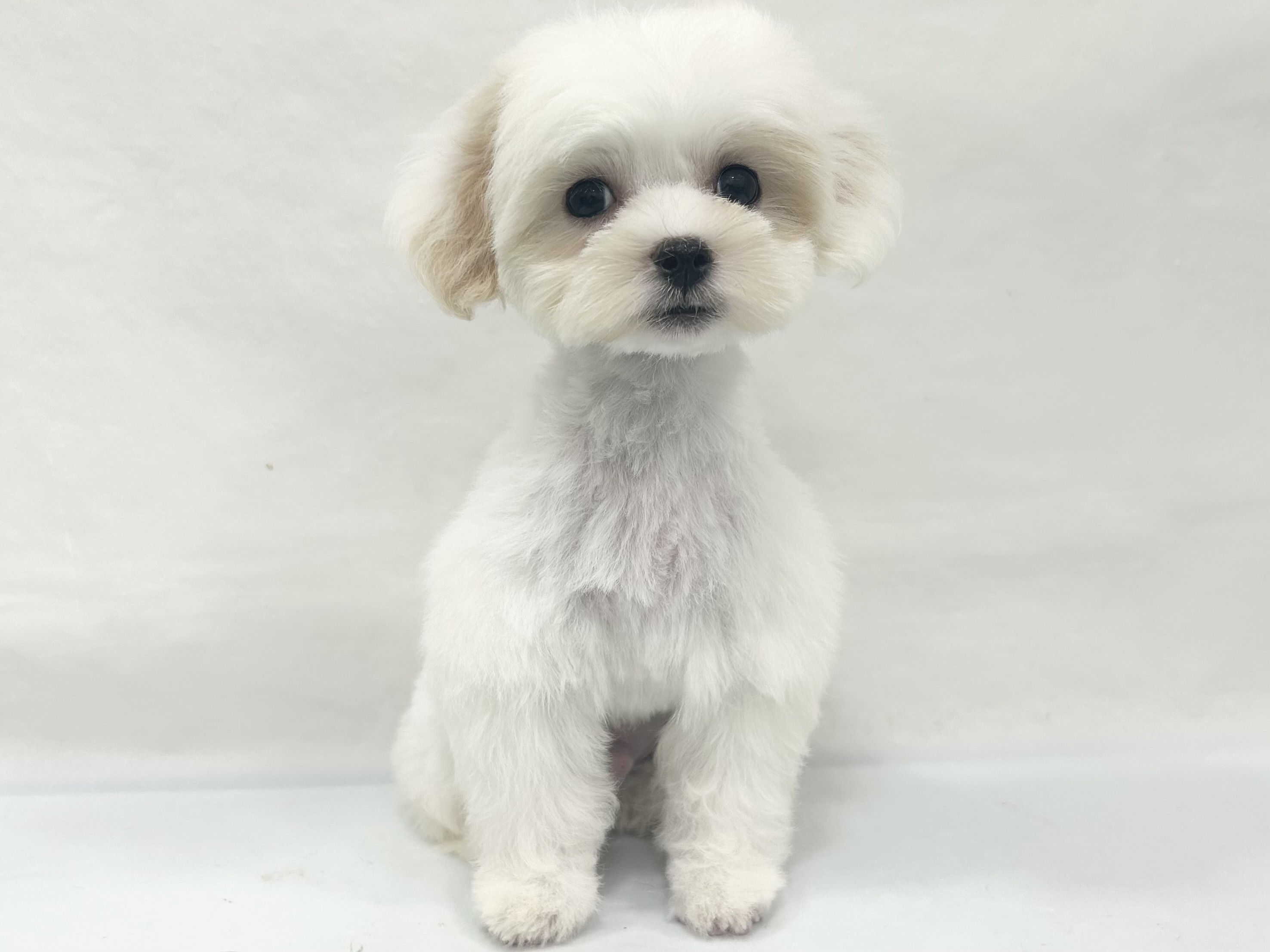 愛知県のハーフ犬・ミックス犬 (ファミリーペット リソラ大府店/2026年7月23日生まれ/男の子/クリームホワイト)の子犬の2枚目の画像