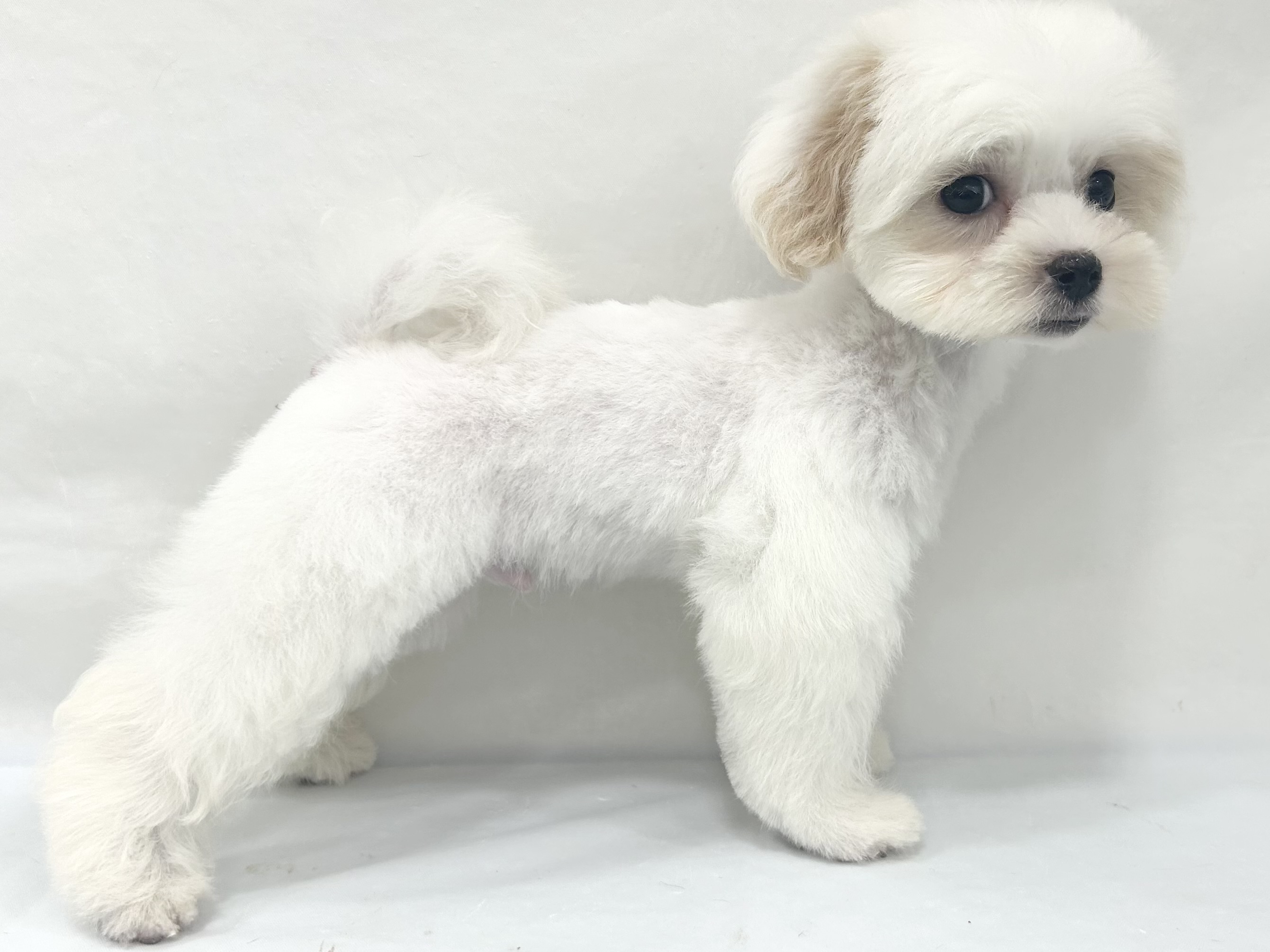 愛知県のハーフ犬・ミックス犬 (ファミリーペット リソラ大府店/2026年7月23日生まれ/男の子/クリームホワイト)の子犬の3枚目の画像