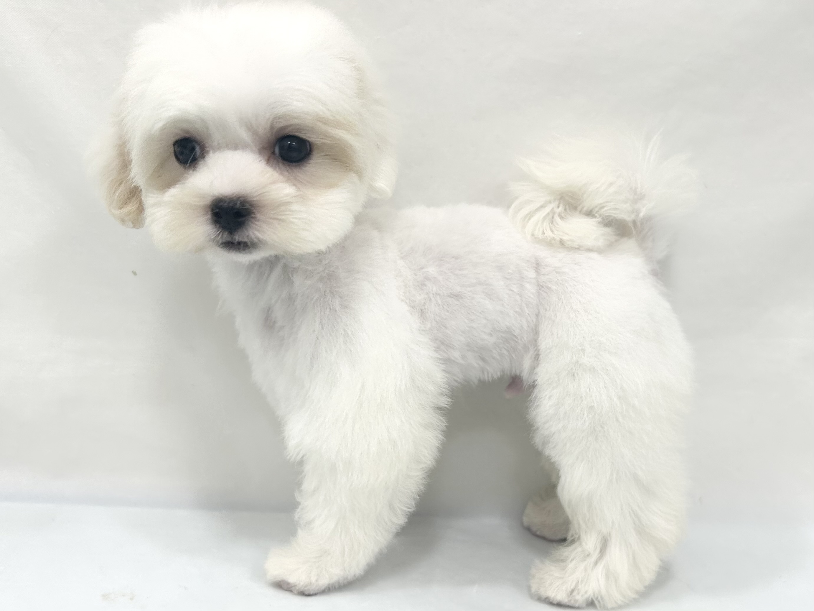 愛知県のハーフ犬・ミックス犬 (ファミリーペット リソラ大府店/2026年7月23日生まれ/男の子/クリームホワイト)の子犬の4枚目の画像