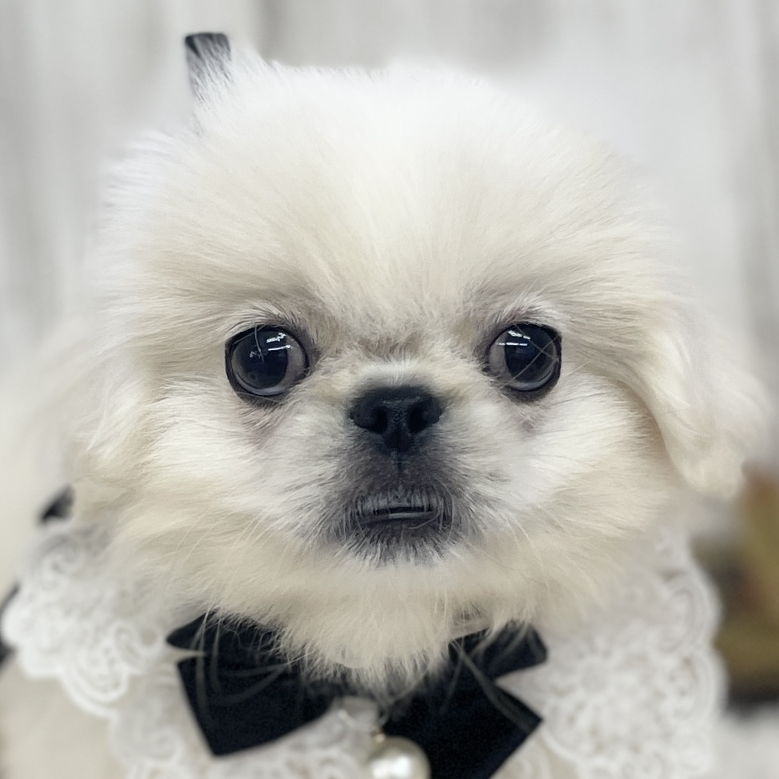 愛知県のペキニーズ (ファミリーペット 豊明店/2026年7月17日生まれ/男の子/ホワイト)の子犬の1枚目の画像