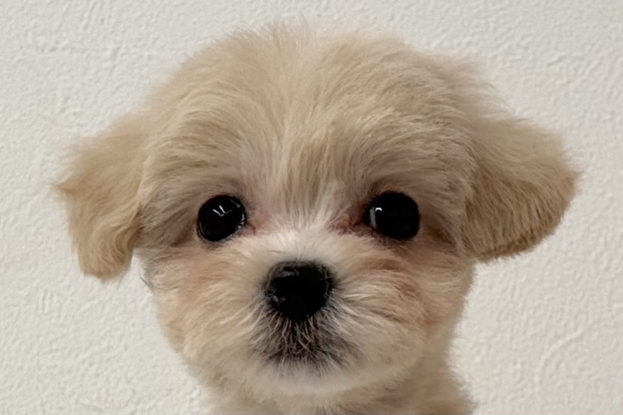 愛知県のハーフ犬・ミックス犬 (ファミリーペット 鳴海店/2026年8月4日生まれ/女の子/クリーム)の子犬の1枚目の画像