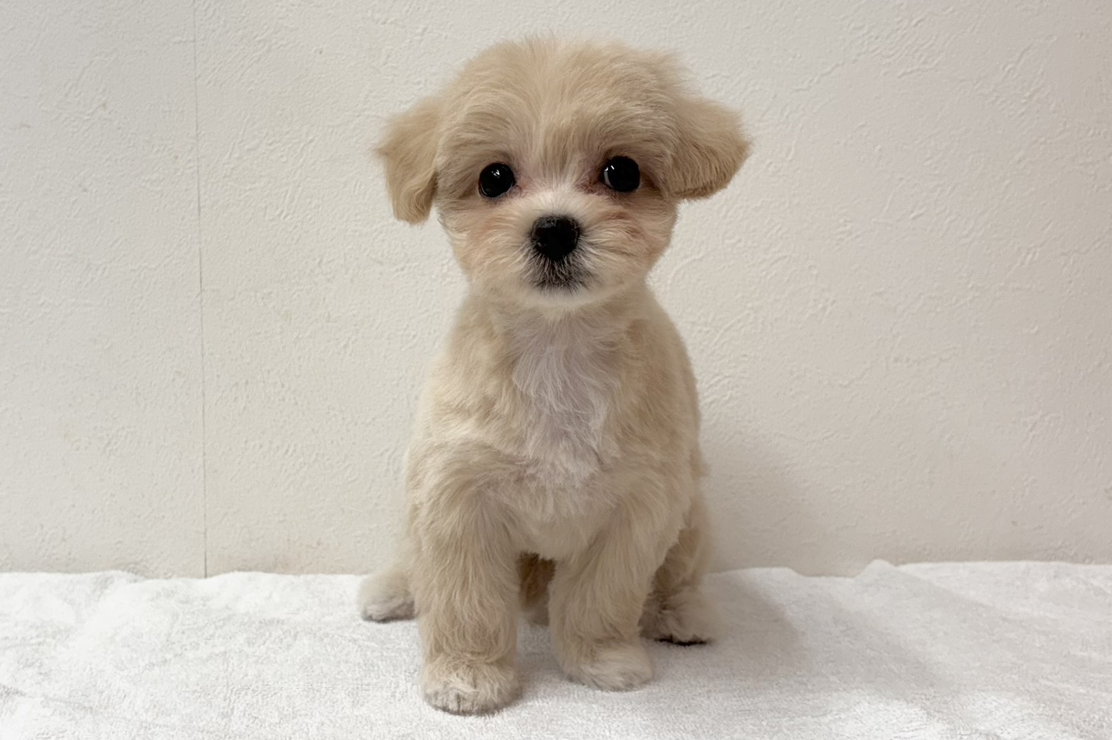 愛知県のハーフ犬・ミックス犬 (ファミリーペット 鳴海店/2026年8月4日生まれ/女の子/クリーム)の子犬の2枚目の画像
