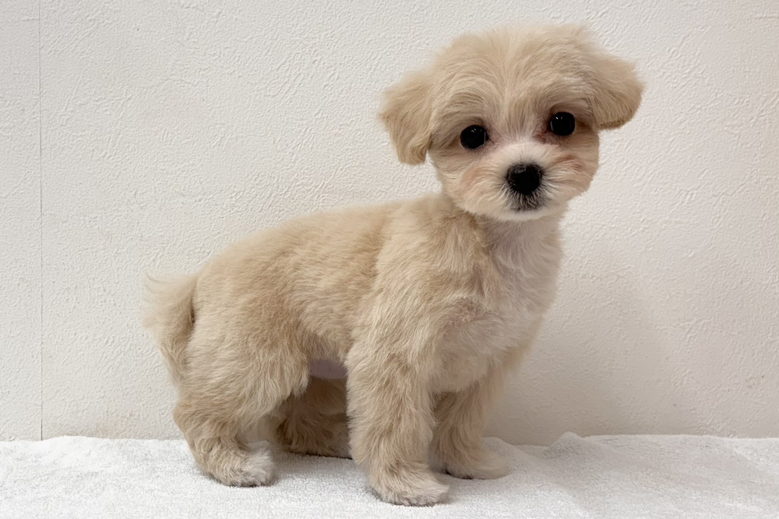 愛知県のハーフ犬・ミックス犬 (ファミリーペット 鳴海店/2026年8月4日生まれ/女の子/クリーム)の子犬の3枚目の画像