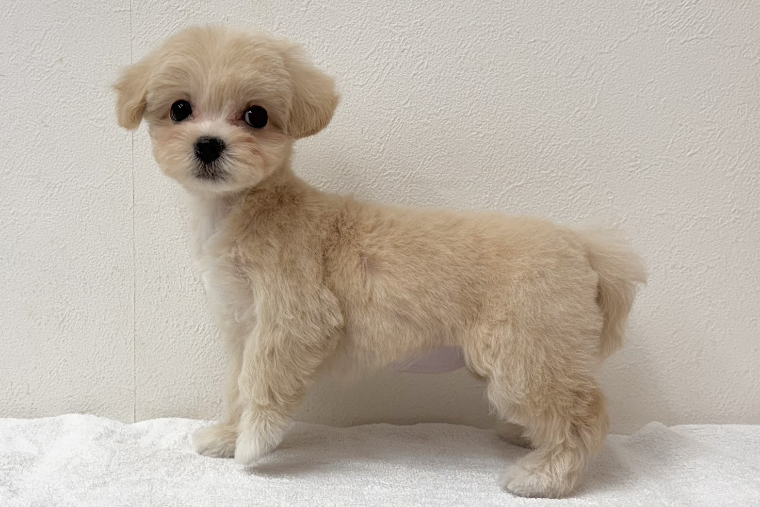 愛知県のハーフ犬・ミックス犬 (ファミリーペット 鳴海店/2026年8月4日生まれ/女の子/クリーム)の子犬の4枚目の画像