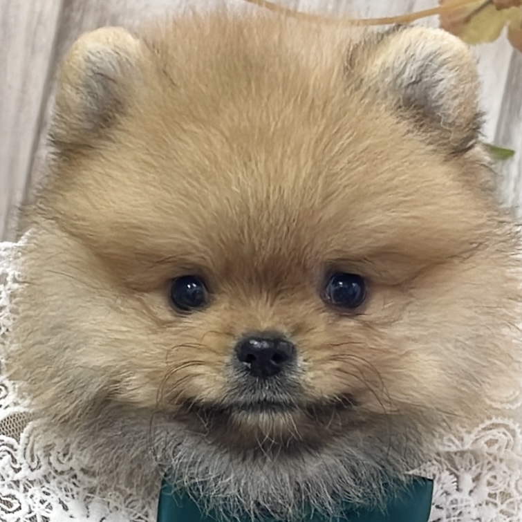 愛知県のポメラニアン (ファミリーペット 豊明店/2026年8月9日生まれ/男の子/オレンジ)の子犬の1枚目の画像