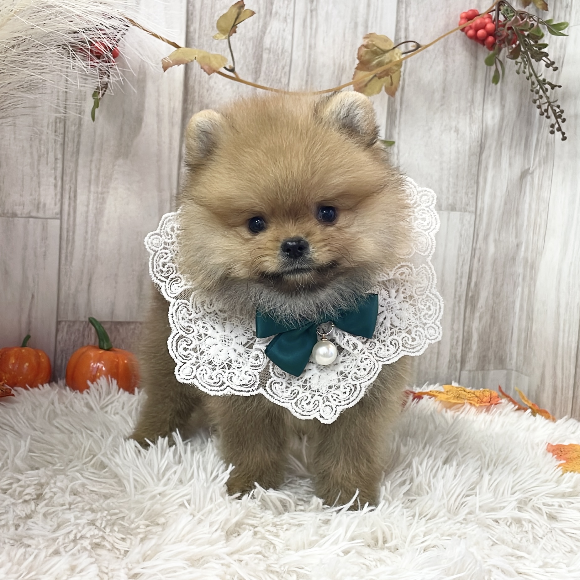 愛知県のポメラニアン (ファミリーペット 豊明店/2026年8月9日生まれ/男の子/オレンジ)の子犬の2枚目の画像