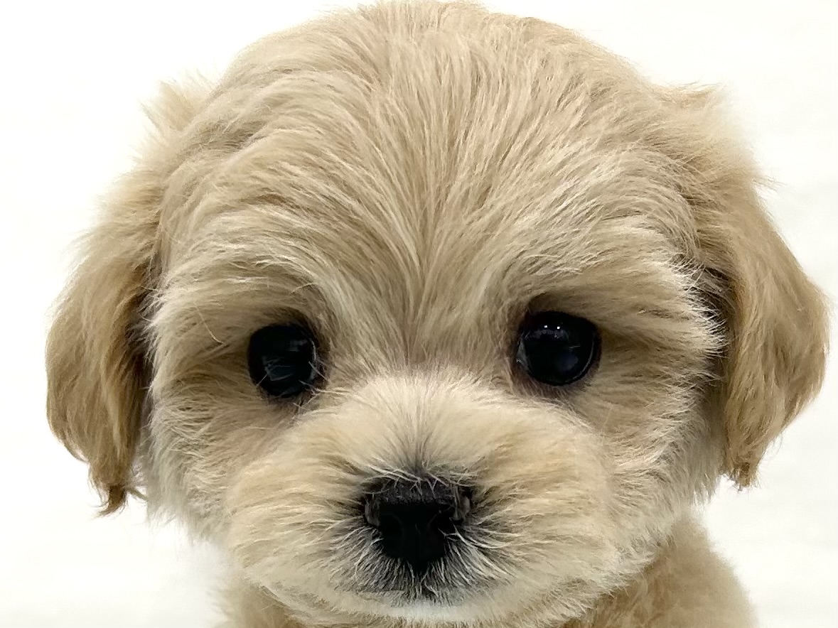 三重県のハーフ犬・ミックス犬 (アミーゴ四日市日永店/2026年8月12日生まれ/男の子/ペールフォーン)の子犬の1枚目の画像
