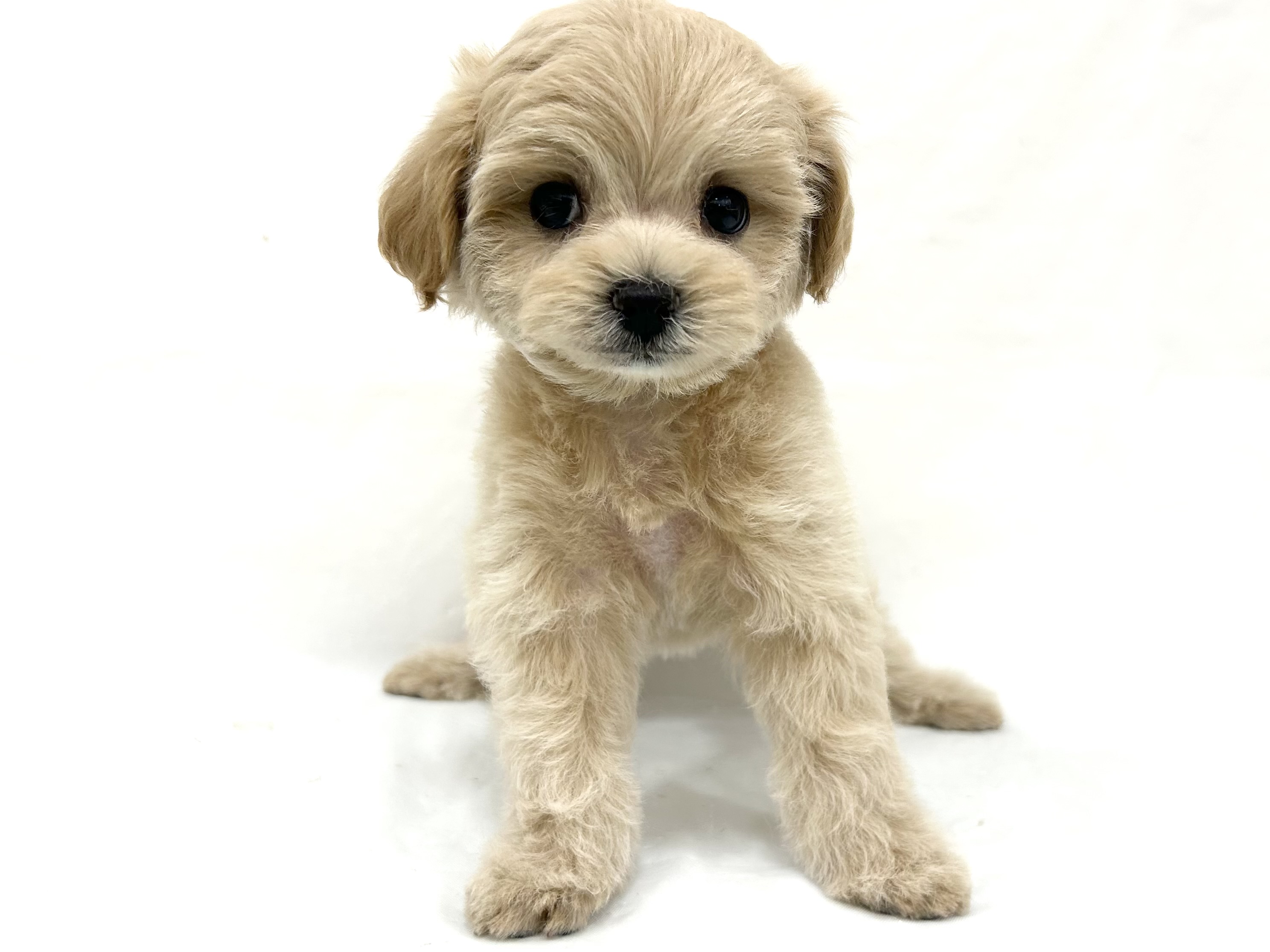 三重県のハーフ犬・ミックス犬 (アミーゴ四日市日永店/2026年8月12日生まれ/男の子/ペールフォーン)の子犬の2枚目の画像