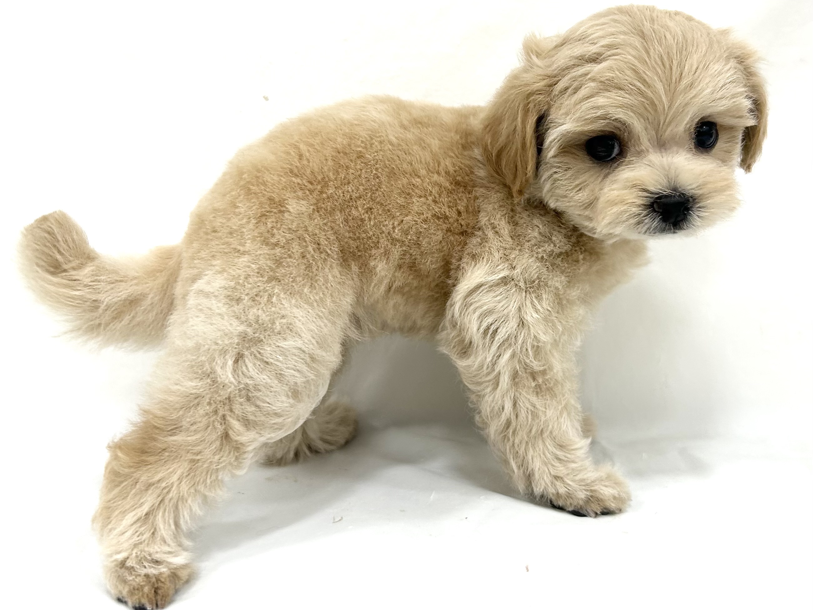 三重県のハーフ犬・ミックス犬 (アミーゴ四日市日永店/2026年8月12日生まれ/男の子/ペールフォーン)の子犬の3枚目の画像