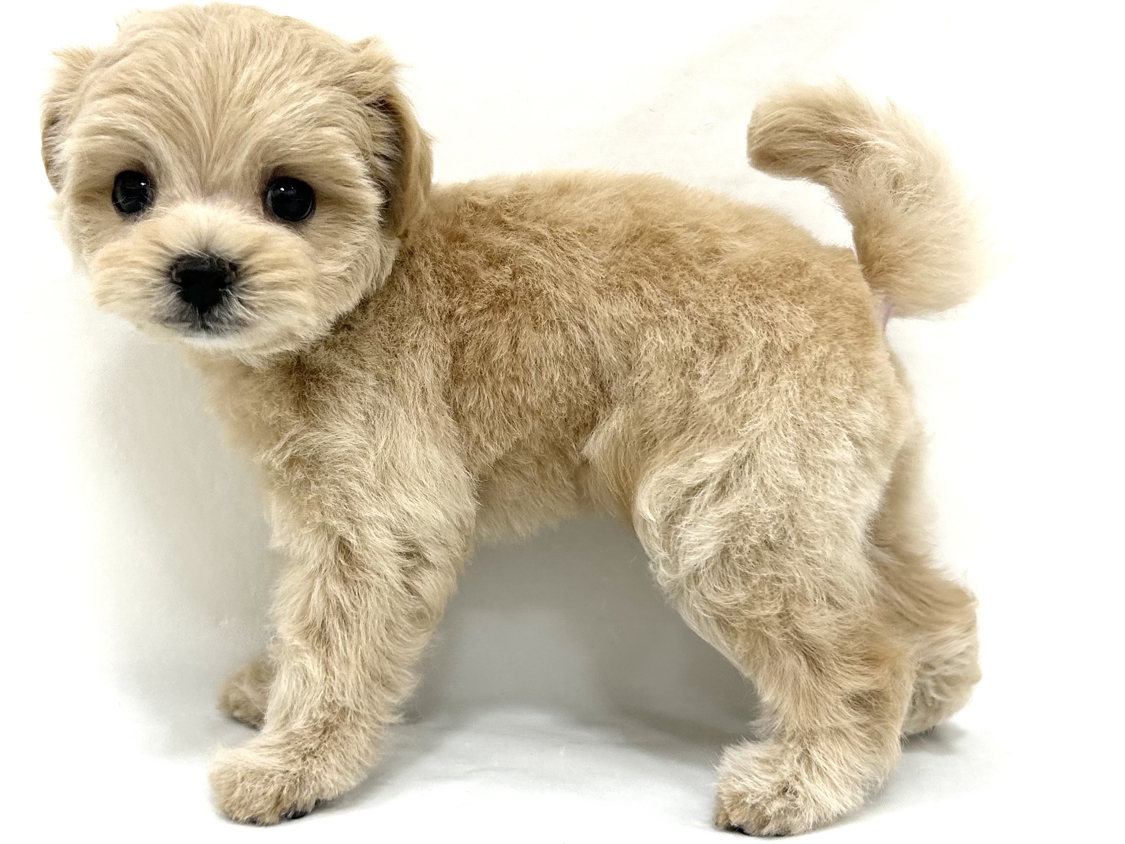 三重県のハーフ犬・ミックス犬 (アミーゴ四日市日永店/2026年8月12日生まれ/男の子/ペールフォーン)の子犬の4枚目の画像