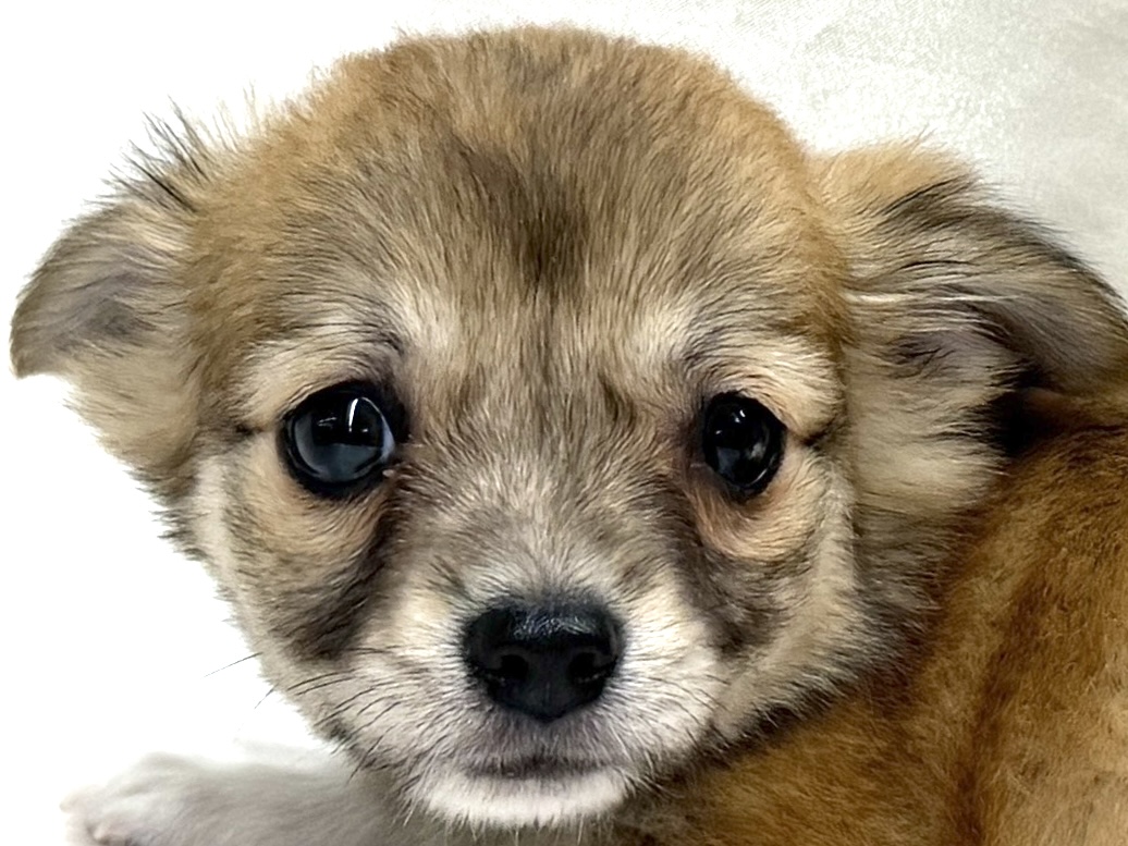 三重県のチワワ(ロング) (アミーゴ四日市日永店/2026年8月9日生まれ/女の子/フォーン)の子犬の1枚目の画像