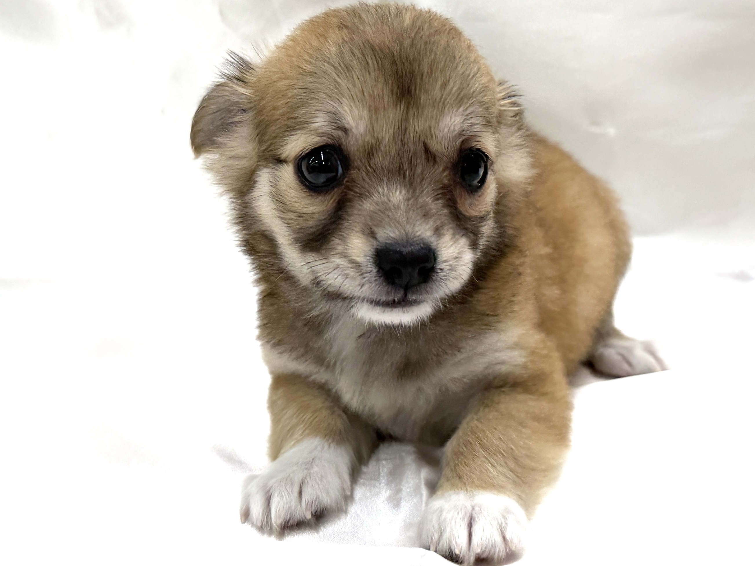 三重県のチワワ(ロング) (アミーゴ四日市日永店/2026年8月9日生まれ/女の子/フォーン)の子犬の2枚目の画像